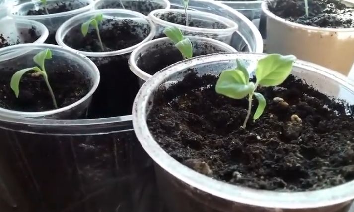 Почему листья баклажанов скручиваются: основные причины и эффективные меры