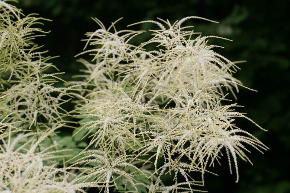 Волжанка: загадочное растение для вашего сада