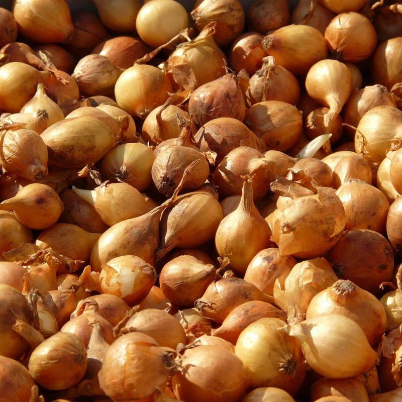 Как сохранить лук-севок до весны: секреты правильного хранения