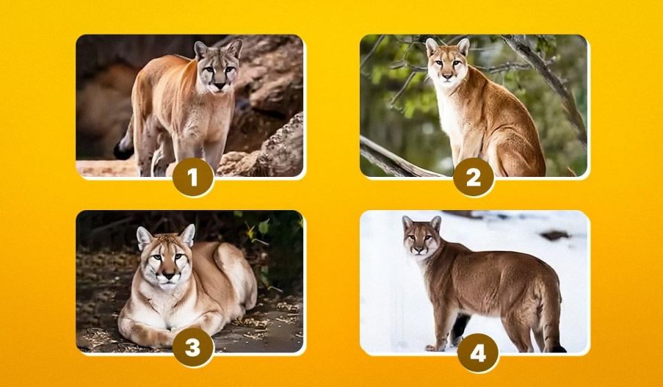 Тест на личность: какой образ пумы выберете вы?