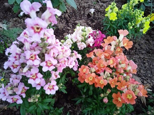 Львиный зев: идеальные условия для роста и секреты ухода