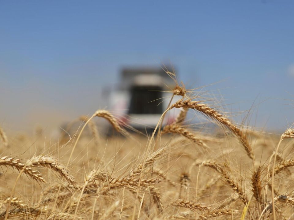 Песков комментирует отказ Армении от российского зерна: Что это значит для отношений?