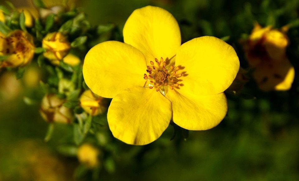 Курильский чай: что нужно знать о природном напитке здоровья