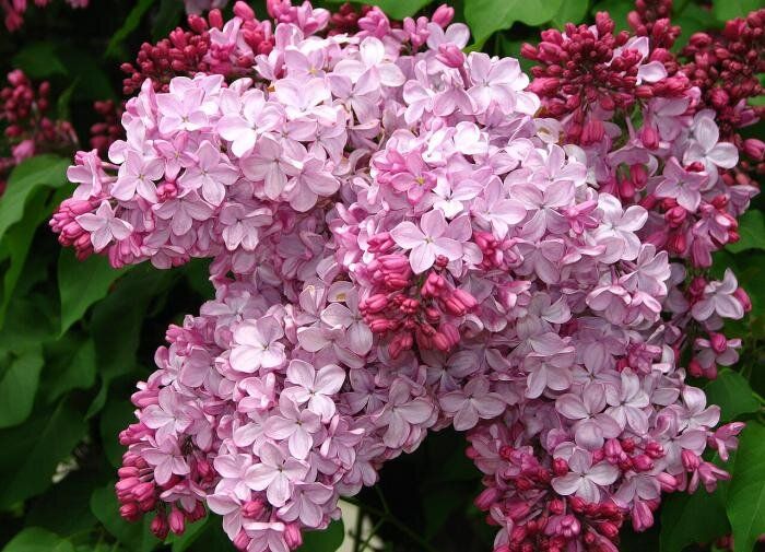 Как защитить сирень от вредителей: советы и рекомендации садоводов