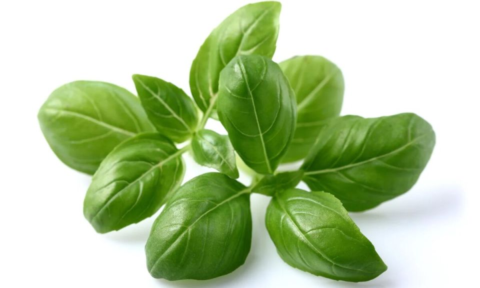 Базилик: зеленый царь на вашем столе и в медицине