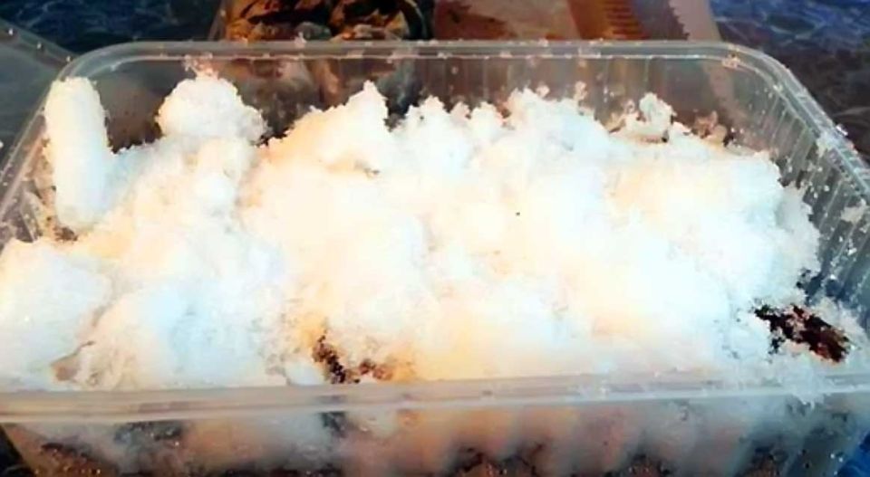 Стратификация семян: как растения выбирают идеальное время для роста