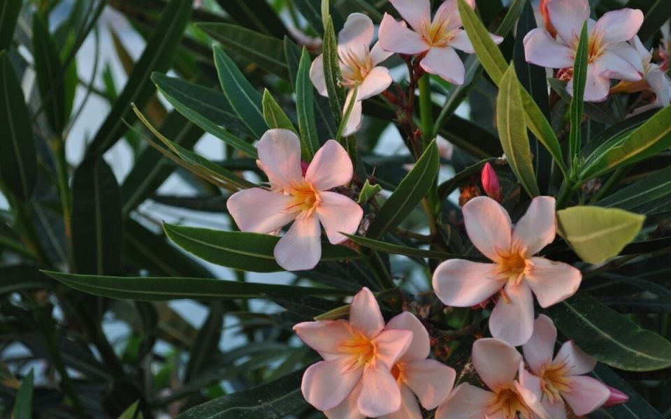 Олеандр: красота с опасными секретами в истории человечества