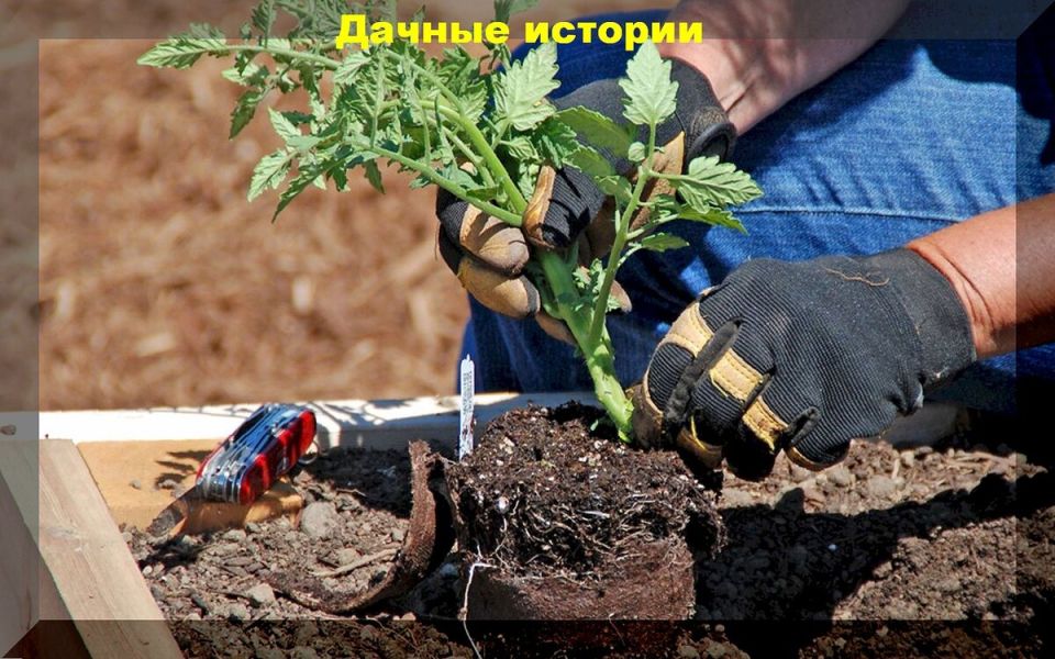 Как правильно высадить рассаду томатов: ваш гид по эффективным методам