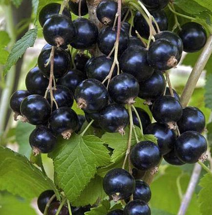 Как обрезка черной смородины влияет на урожай: советы агрономов