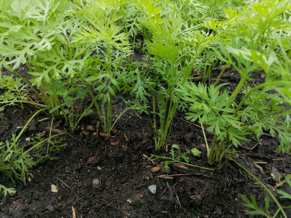 Как обеспечить моркови высокий урожай и сладкий вкус: лучшие советы по подкормке