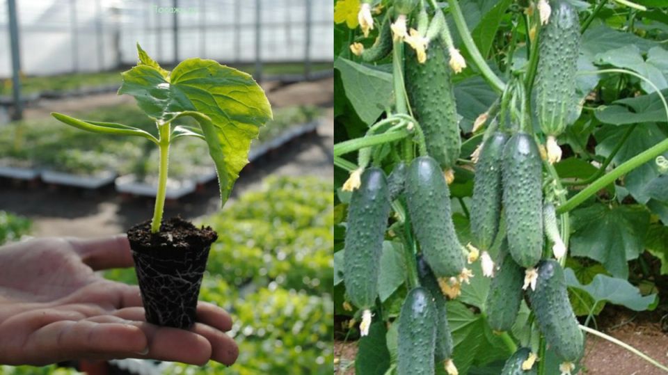 Секреты щедрого урожая: как получать килограммы огурцов с сотки