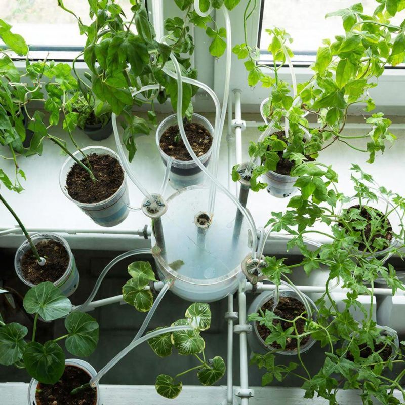 Как сохранить комнатные растения живыми во время отпуска: секреты фитильного полива