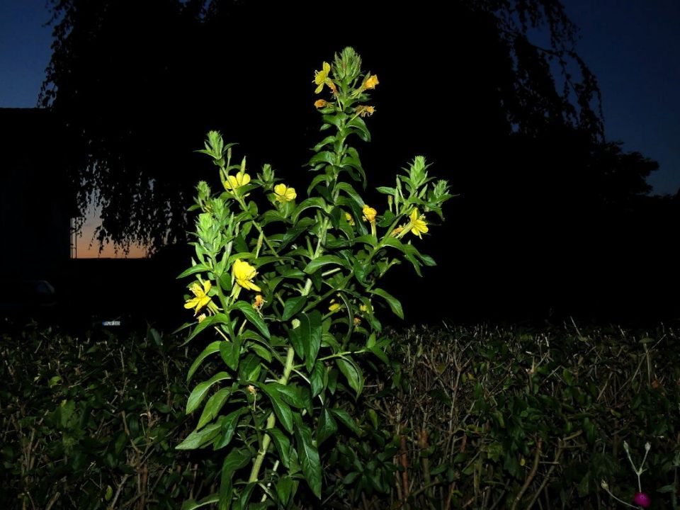 Цветущий сад: двулетники и многолетники для яркого лета