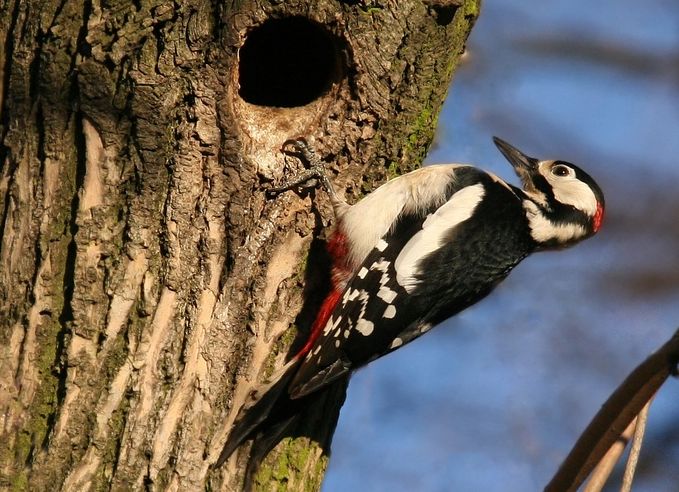 ��� ���������� ����� � ��������: ������������ ������� ��������������