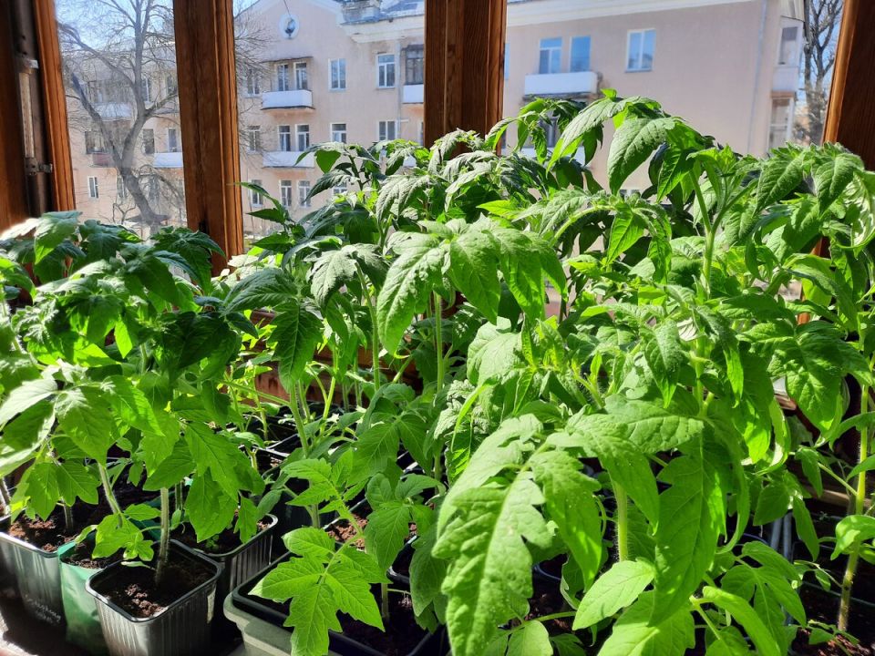 ����������� ������� ��� �������: 5 ��������