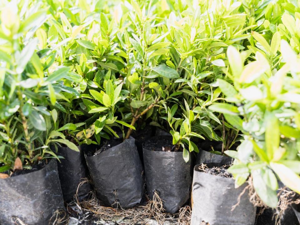 ��� ������� ������ ����� �������� �� ��� ��������: �������� ������ ��� ���������