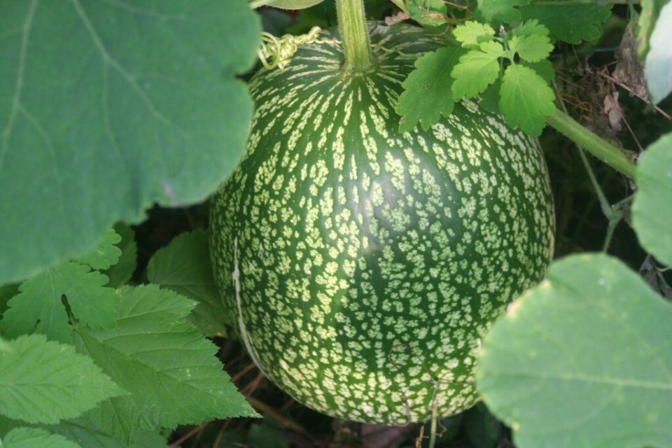 �����-�����: ������������ ������� ��� ���������