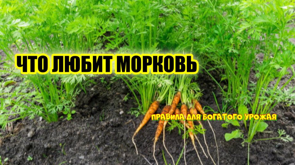 ��� �������� ���������� ������ �������: ������ �� �������� ����������� �������