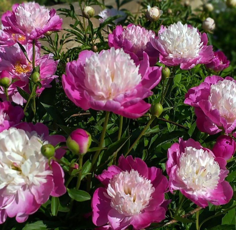 ��� ��������� ����� �� �������