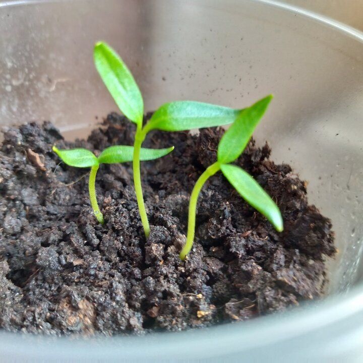 ����� ��������� ����� ������������� ����������: ������ ���������