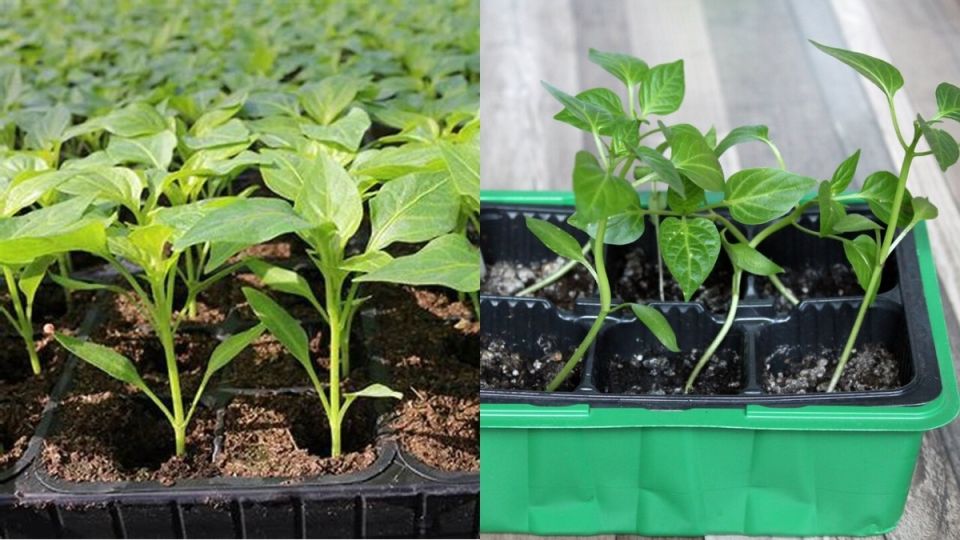 ������� ������� � �������: ������ � ������� �� ������� ��������