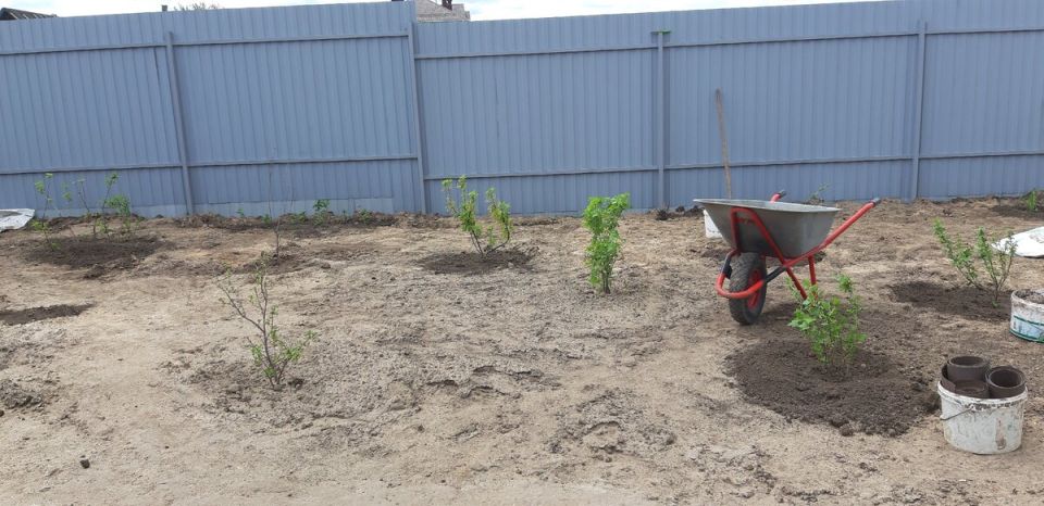 Секреты успешного выращивания черной смородины: подборка самых урожайных сортов