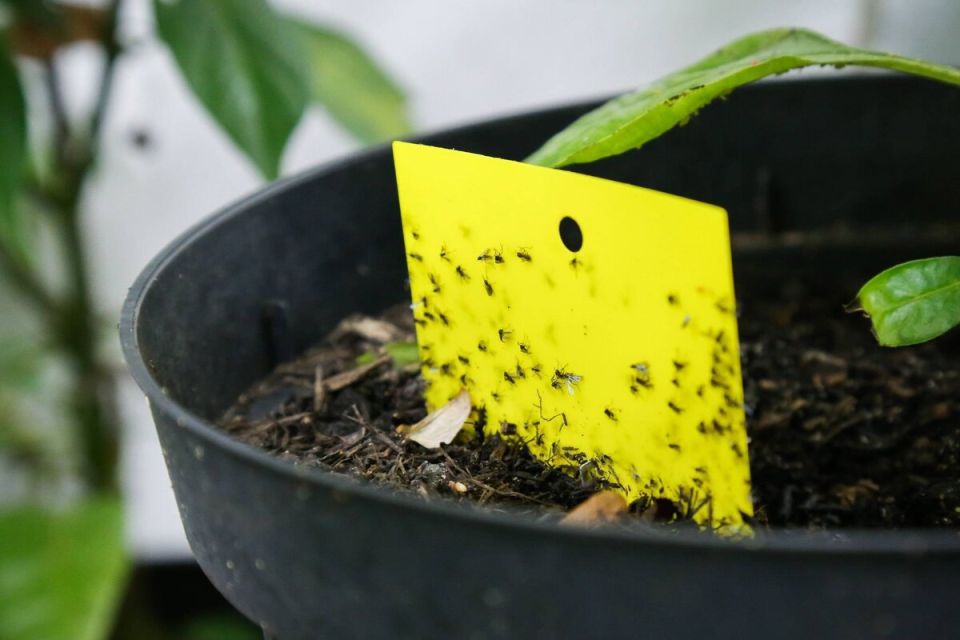 Как быстро избавиться от почвенных мушек и спасти ваши растения