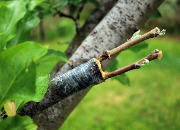 Как прививка фруктовых деревьев становится искусством