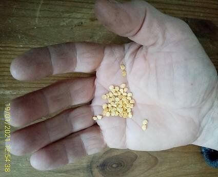 ��� ��������� ����������� ������ � �������: ������ ������� ���������