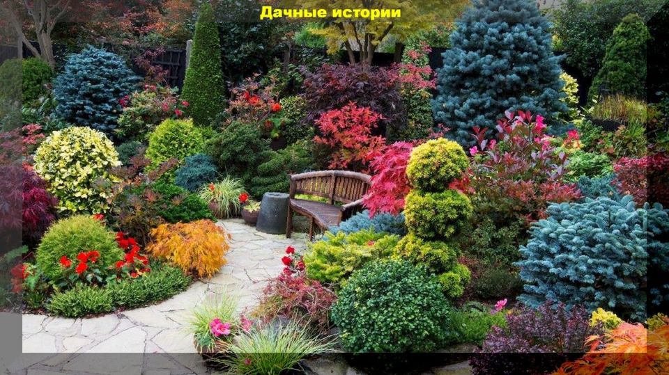 Хвойные растения: как оживить пространство вашей дачи