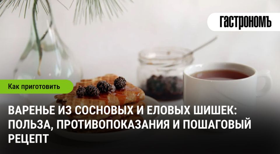 Сосновые и еловые шишки: лесное лакомство для здоровья