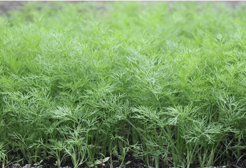 ������ ����� �������� ��������� � �����������