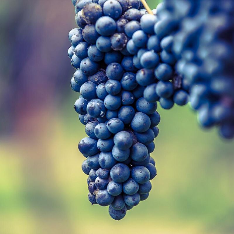 ������ ������� ����� �� ����������: ��� ��������� �������� ������ � ������