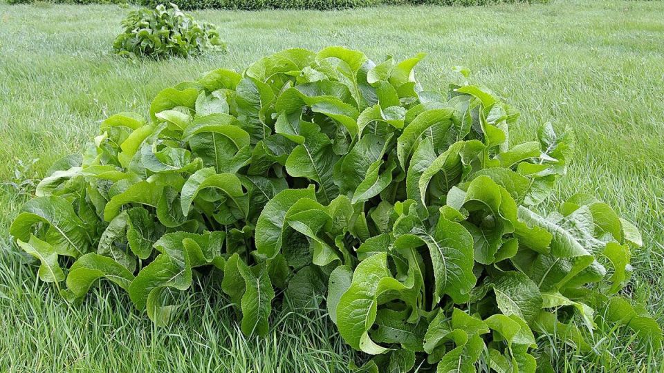 ����������� ������� ������ � ������ �� �������