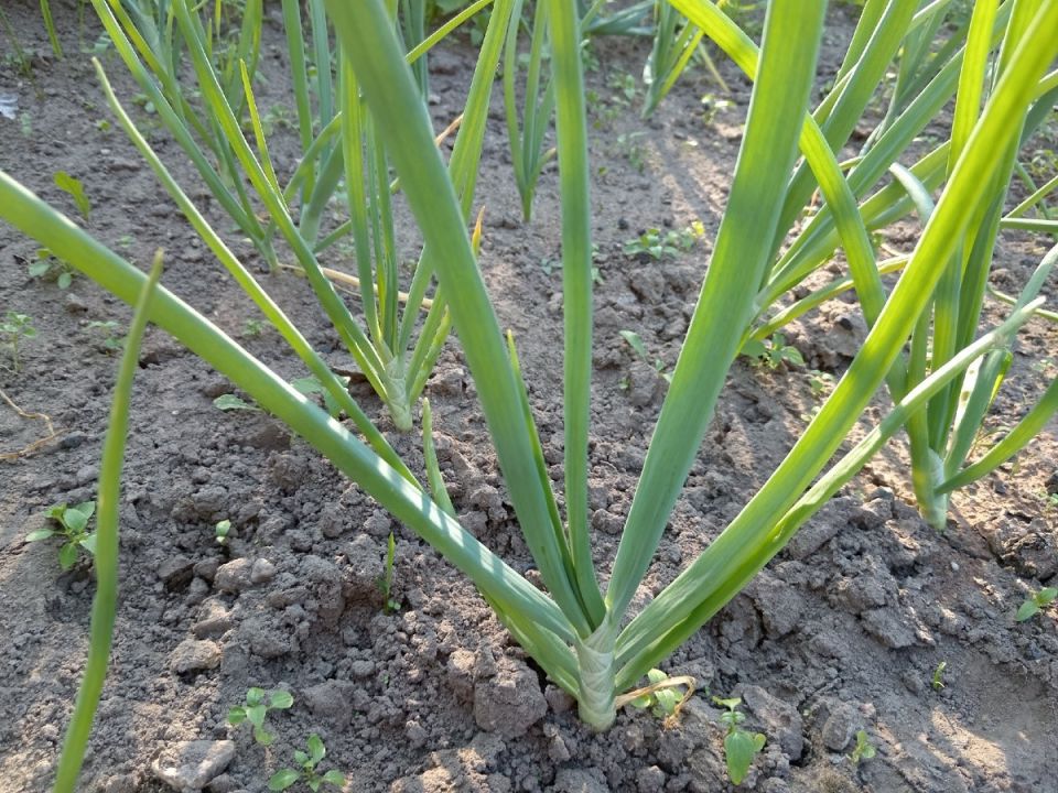 ��� ��������� ���������� ��� � ��������� ����? ������ ��� ������� ������