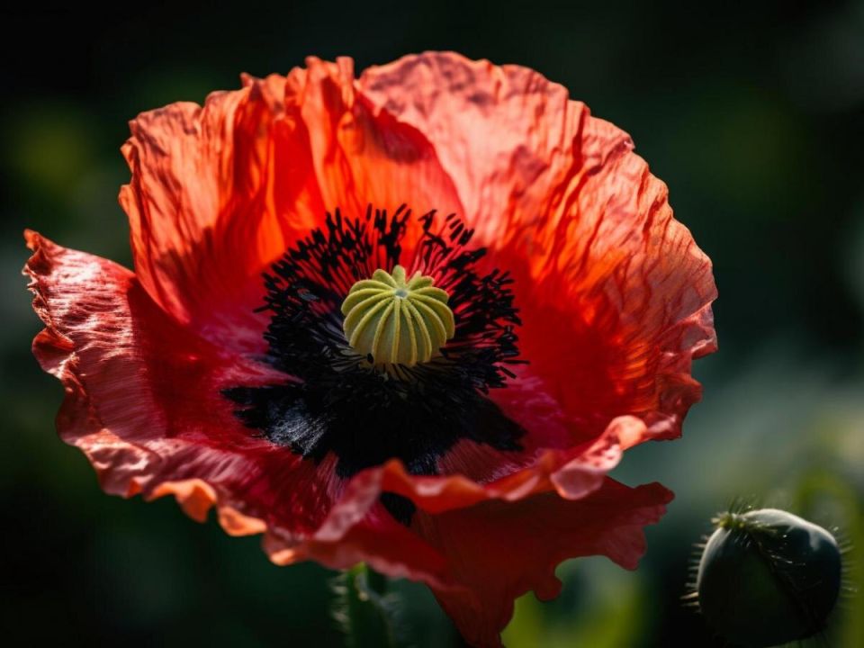 Выращивание мака: юридические нюансы и советы для садоводов