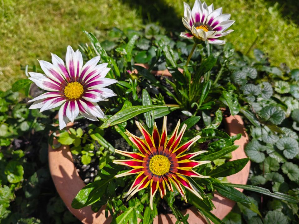 ����������� ����������� �� ���� �������