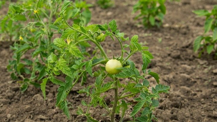 ������������� ������������� �����: ��� ���� � ����� �� ����