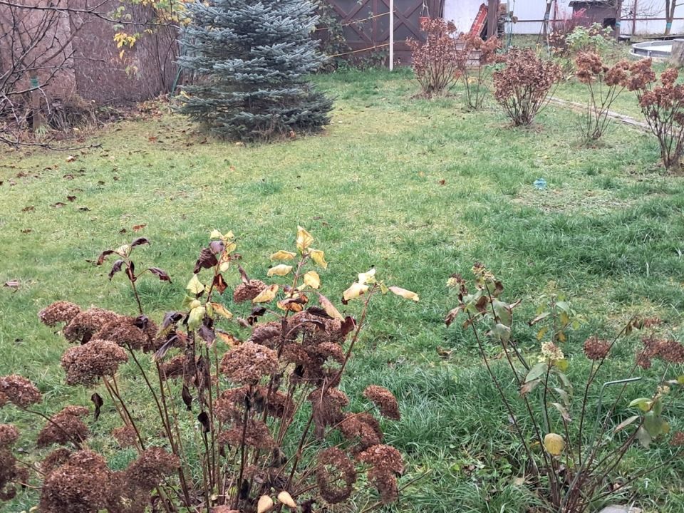 Осенняя обработка сада: как защитить растения от вредителей перед зимой