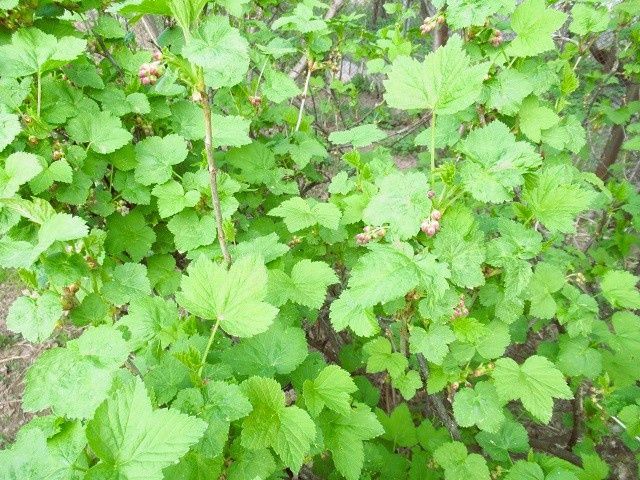 Цветет черная смородина: 5 шагов к хорошему урожаю