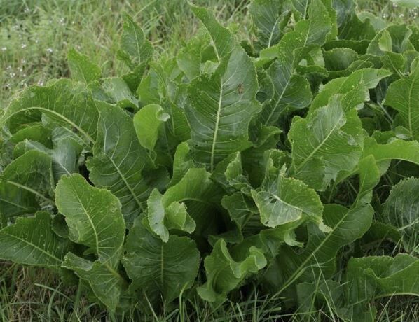 Как победить настырный сорняк на участке простым методом с глубокой перекопкой и солью