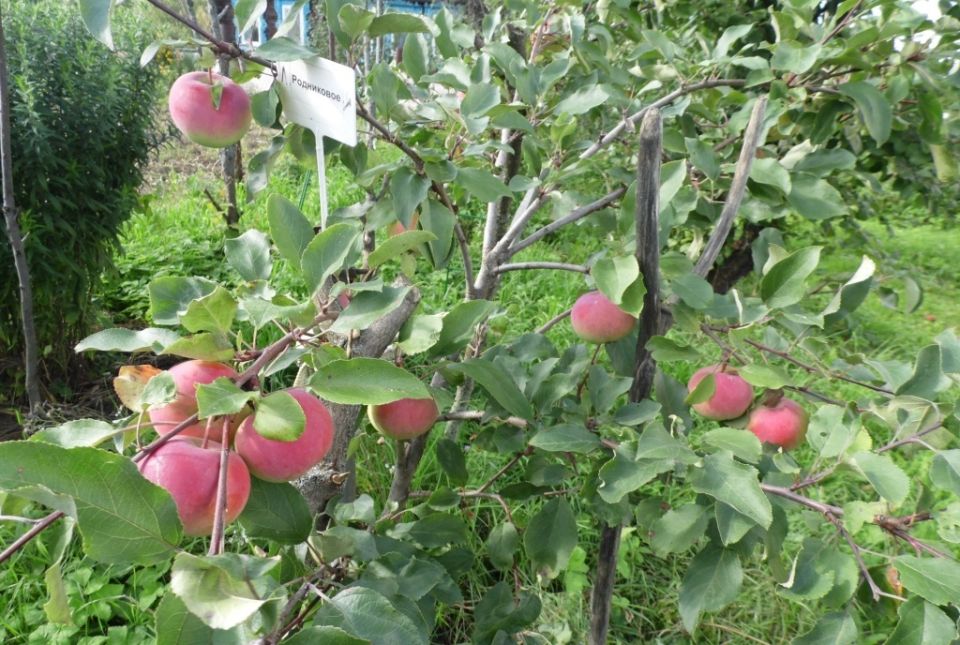 ��������� ������ � ����� �� ������� �����: ��� ���������� ���� �������� � ������� ������