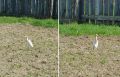 Египетская цапля залетела в огород сахалинца