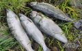 На Западном побережье Сахалина продлили сроки любительского лова симы до 20 июня
