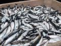 Жителям Долинского района раздадут селёдку