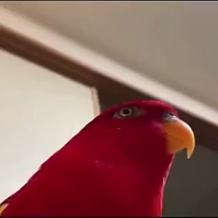  !.        ?      8   ,       