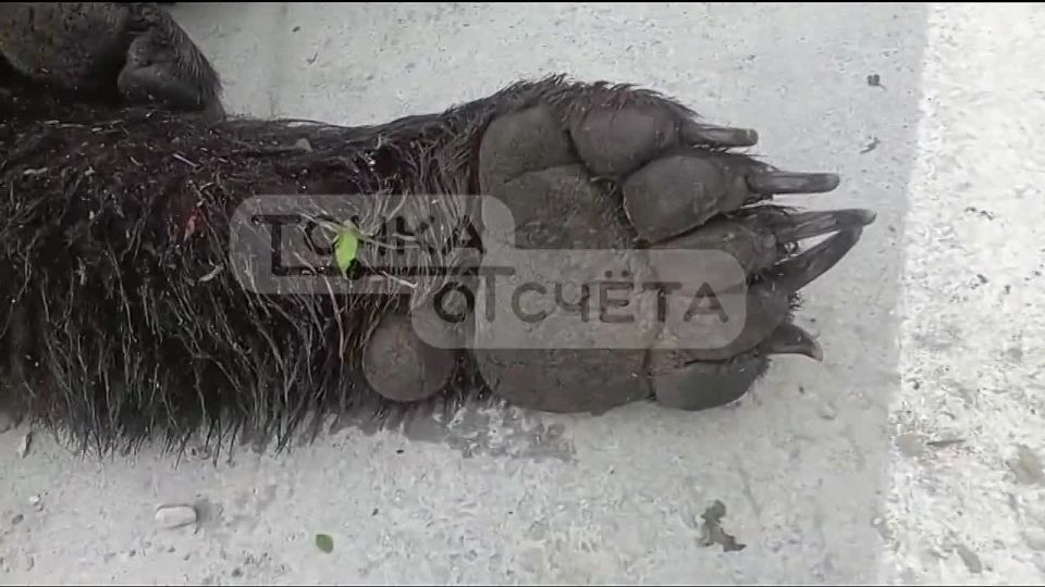 :       &quot;&quot;