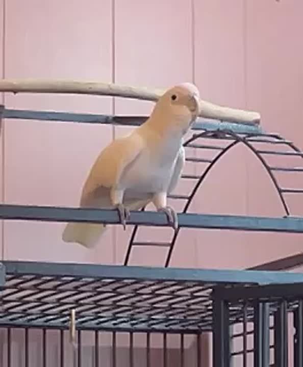  !.    