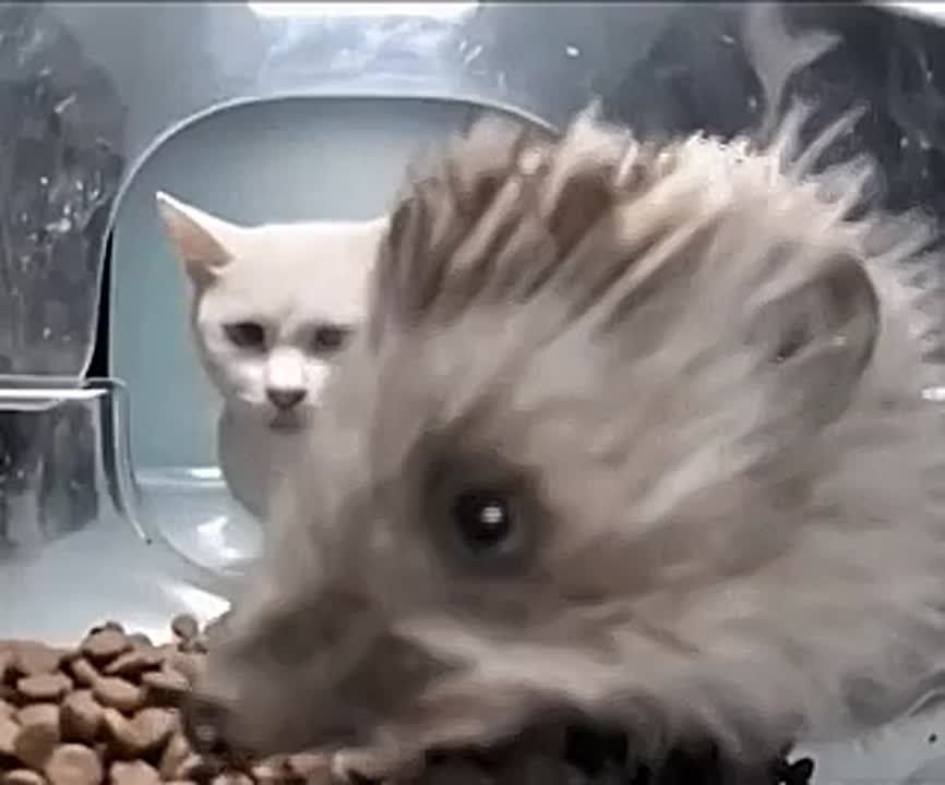  !.    ,   ?         ,    