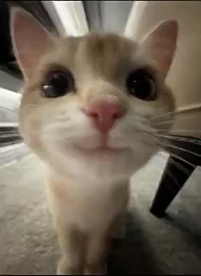  !.      ?    ,   ,      